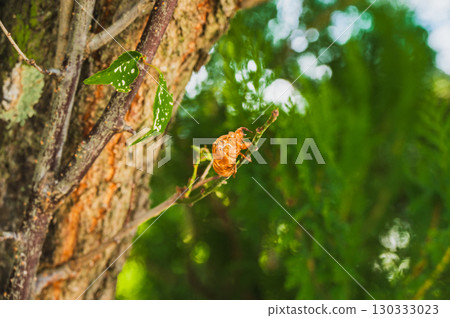 Cicada shell 130333023