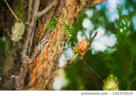 Cicada shell Cicada shell 130333024