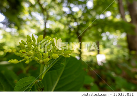 Hydrangea macrophylla with buds and white flowers beginning to bloom Hydrangea macrophylla with buds and white flowers beginning to bloom 130333031