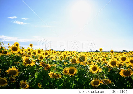 A shining sunflower field full of hope A shining sunflower field full of hope 130333041