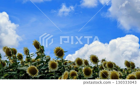 Summer sky and softly colored sunflower fields 130333043