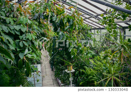 indoor plants grown in the botanical garden. selective focus 130333048