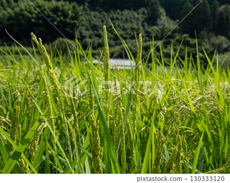 Despite the rice shortage, the rice plants are growing well and bringing joy Despite the rice shortage, the rice plants are growing well and bringing joy 130333120