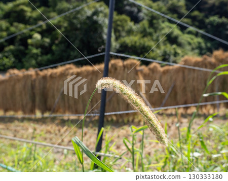 "Hasagake" is a nostalgic scene of drying rice ears in the sun. 130333180