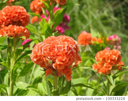 雞冠花的品種:久留米雞冠花 雞冠花的品種:久留米雞冠花 130333228