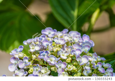 Otafuku hydrangea, characterized by its swirling petals 130333243
