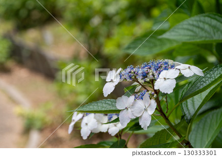 Hydrangeas blooming along the path Hydrangeas blooming along the path 130333301