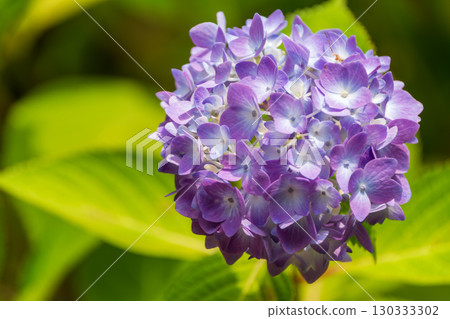 Beautiful purple and blue gradation of hydrangeas 130333302