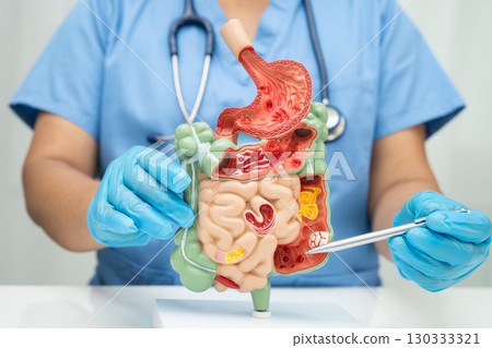 Digestive system with stomach and intestine, Asian doctor holding human anatomy model for study diagnosis and treatment in hospital. Digestive system with stomach and intestine, Asian doctor holding human anatomy model for study diagnosis and treatment in hospital. 130333321