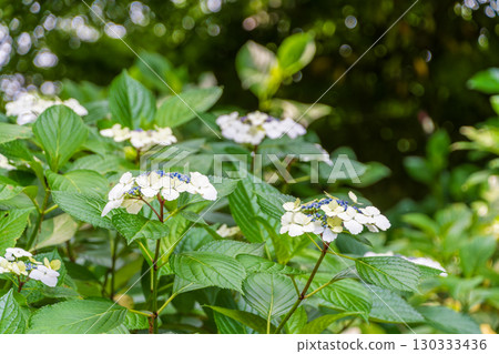 White hydrangea blooming among the greenery White hydrangea blooming among the greenery 130333436