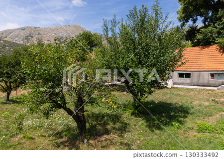 A serene view of a rural orchard featuring lush fruit trees, Montenegro 130333492