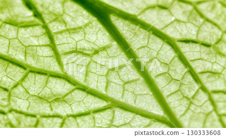 Leaf Vein Structure, Nature's Network, Organic Design, Vitality. Ideal for biology, nature studies, abstract patterns Leaf Vein Structure, Nature's Network, Organic Design, Vitality. Ideal for biology, nature studies, abstract patterns 130333608