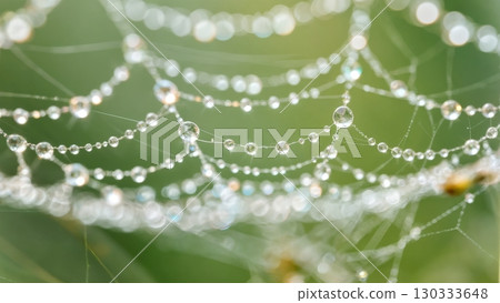 Spider Web Dew Drops, Delicate Engineering, Nature's Trap, Morning Sparkle. Ideal for nature, abstract patterns, intricate designs 130333648