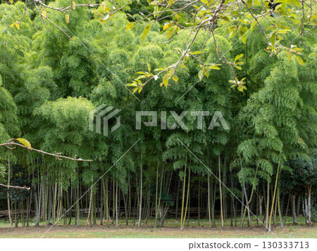 A bamboo forest that brings coolness in midsummer A bamboo forest that brings coolness in midsummer 130333713