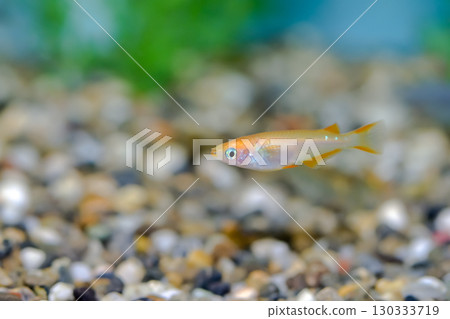 青鱂 青鱂 130333719