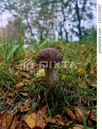 boletus in the forest 130333997