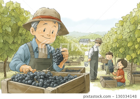 A scene of farmers carefully harvesting fresh grapes at a grape farm 130334148