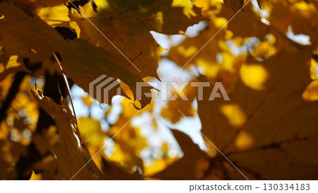 View to tree top of birch with brown leaves at sunny autumn day. Branches with lush foliage gently swaying in wind at parkland. Beautiful colorful fall season. Slow motion View to tree top of birch with brown leaves at sunny autumn day. Branches with lush foliage gently swaying in wind at parkland. Beautiful colorful fall season. Slow motion 130334183