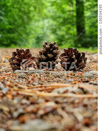 forest cones in autumn landscape forest cones in autumn landscape 130334195