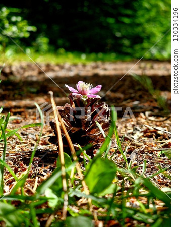forest pine cone in autumn landscape forest pine cone in autumn landscape 130334196