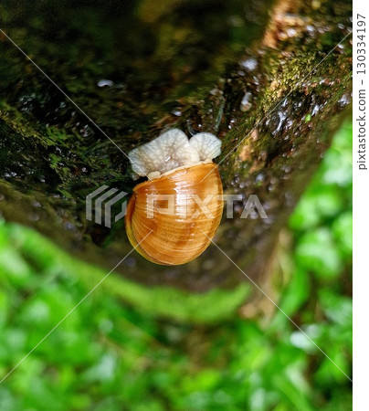 snail on the moss 130334197
