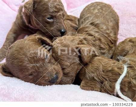 Toy poodle baby 130334229