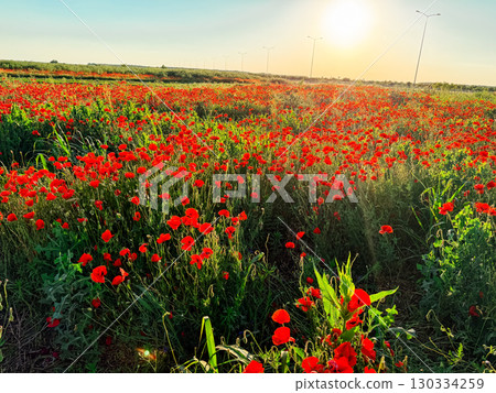 Field of red poppies in full bloom. Symbolism of remembrance, beauty, and the fleeting nature of life. Field of red poppies in full bloom. Symbolism of remembrance, beauty, and the fleeting nature of life. 130334259