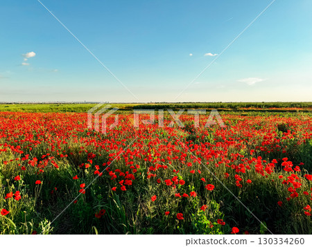Field of red poppies in full bloom. Symbolism of remembrance, beauty, and the fleeting nature of life. Field of red poppies in full bloom. Symbolism of remembrance, beauty, and the fleeting nature of life. 130334260