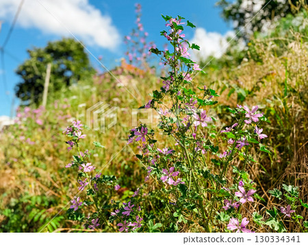Close up of common mallow malva sylvestris flowers in bloom Close up of common mallow malva sylvestris flowers in bloom 130334341