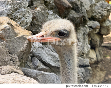 Close up of an ostrich head. Detail of beak, eyes, and feathers in natural environment. Close up of an ostrich head. Detail of beak, eyes, and feathers in natural environment. 130334357