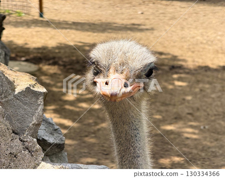 Close up of an ostrich head. Detail of beak, eyes, and feathers in natural environment. 130334366