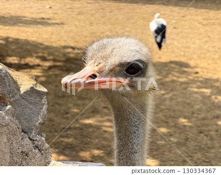 Close up of an ostrich head. Detail of beak, eyes, and feathers in natural environment. 130334367