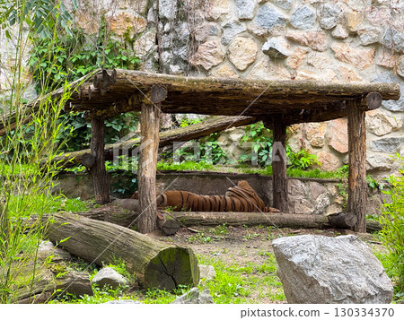Tiger lying under a wooden shelter. Strength, wilderness and conservation. 130334370