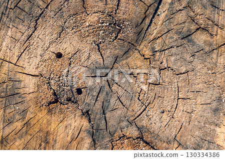Splitting a tree. texture of the inside of the tree. Yellow brown saw cut texture. inner rings of the tree. Close-up of a tree cut Splitting a tree. texture of the inside of the tree. Yellow brown saw cut texture. inner rings of the tree. Close-up of a tree cut 130334386