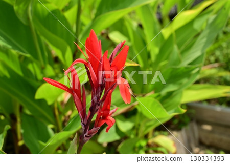丹德(Cannaceae)多年生植物 丹德(Cannaceae)多年生植物 130334393