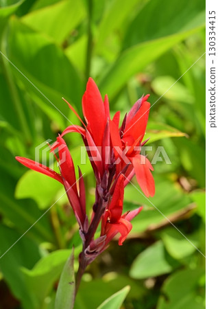 丹德（Cannaceae）多年生植物 130334415