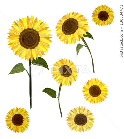 Oil painting style sunflower flower leaves yellow flower illustration 130334473