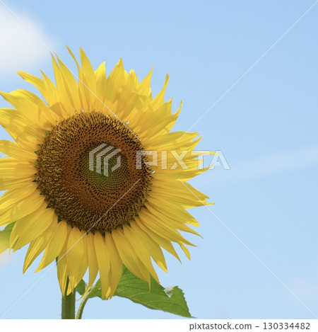 向日葵，讓你心情愉悅的花朵，藍天背景 130334482