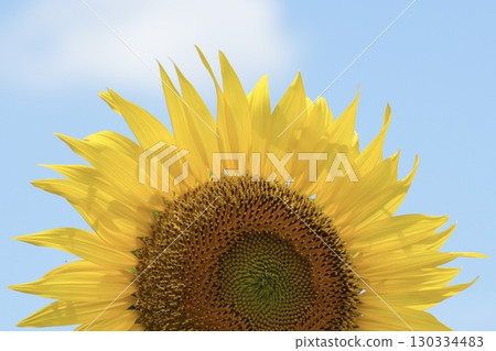 向日葵，讓你心情愉悅的花朵，藍天背景 130334483