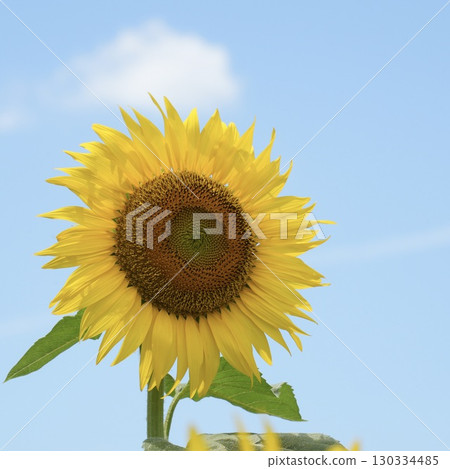 向日葵，讓你心情愉悅的花朵，藍天背景 130334485