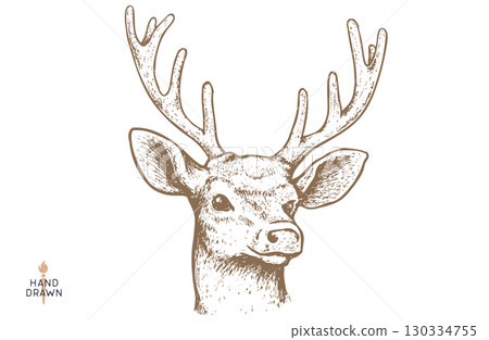 Deer. Hand drawn deer, stag, buck. Vintage retro print, black white deer, stag, buck, sketch ink pencil style drawing, engrave. Sketch artwork silhouette head deer, stag, buck. Vector Illustration 130334755