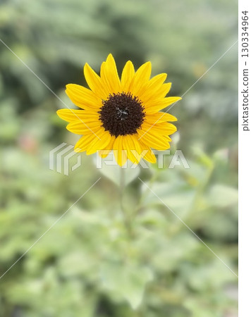 sunflower	 130334964