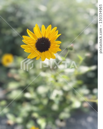 sunflower sunflower 130334965
