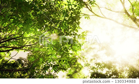 Sun rays illuminate the dense foliage of a tropical forest, creating a mesmerizing sight. Sun rays illuminate the dense foliage of a tropical forest, creating a mesmerizing sight. 130334988