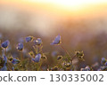 夕陽下的粉蝶花 130335002