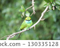 美麗的鳥 130335128