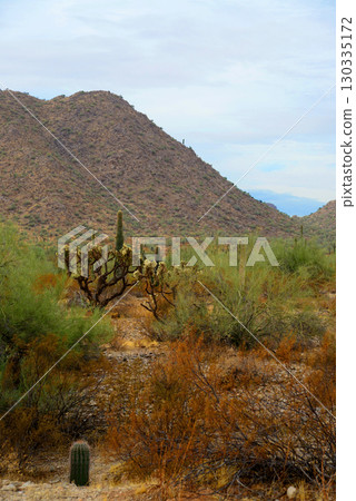 Winter San Tan Mountains Sonoran Desert Arizona Winter San Tan Mountains Sonoran Desert Arizona 130335172