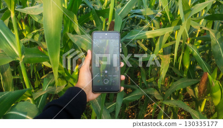 A young farmer using a smartphone to photograph corn in the morning. Modern agriculture, smart farming 130335177