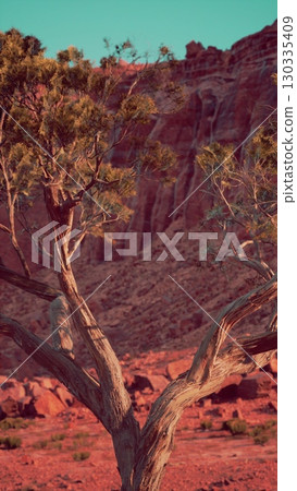 A single tree stands tall amidst the barren landscape of the Nevada desert. 130335409