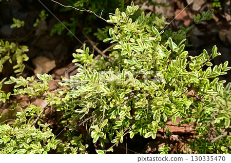 Lonicera nitida（忍冬科）檸檬美容 130335470